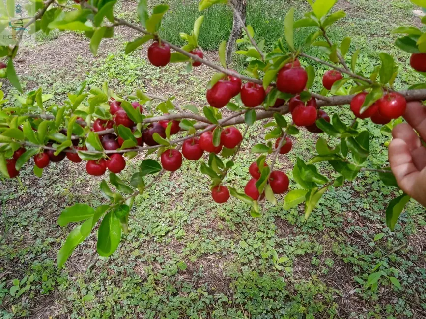 Foto 4 de Sítio / Rancho à venda, 51000m2 em Aracati - CE
