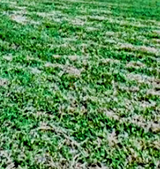 Terreno / Lote à venda, 1596m2 em Residencial Vila Verde, Campinas - SP - imagem 3 Foto 3 de Terreno / Lote à venda, 1596m2 em Residencial Vila Verde, Campinas - SP