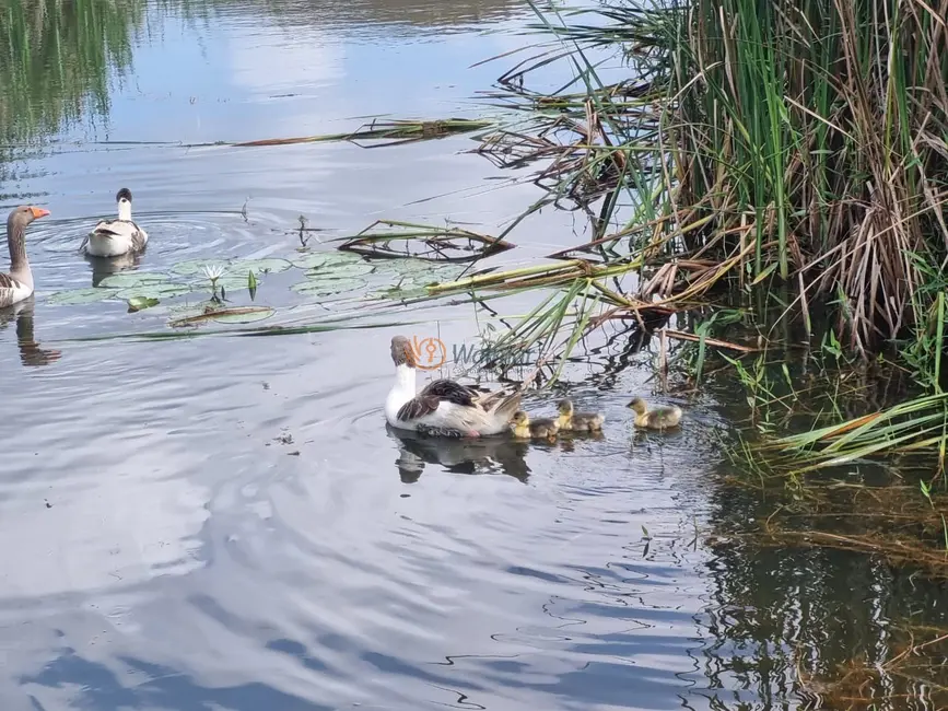 Foto 8 de Fazenda / Haras com 4 quartos à venda, 500m2 em Área Rural de Três Rios, Tres Rios - RJ