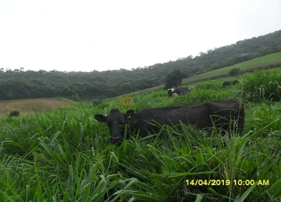 Foto 6 de Fazenda / Haras com 6 quartos à venda, 500m2 em Centro, Antonio Carlos - MG