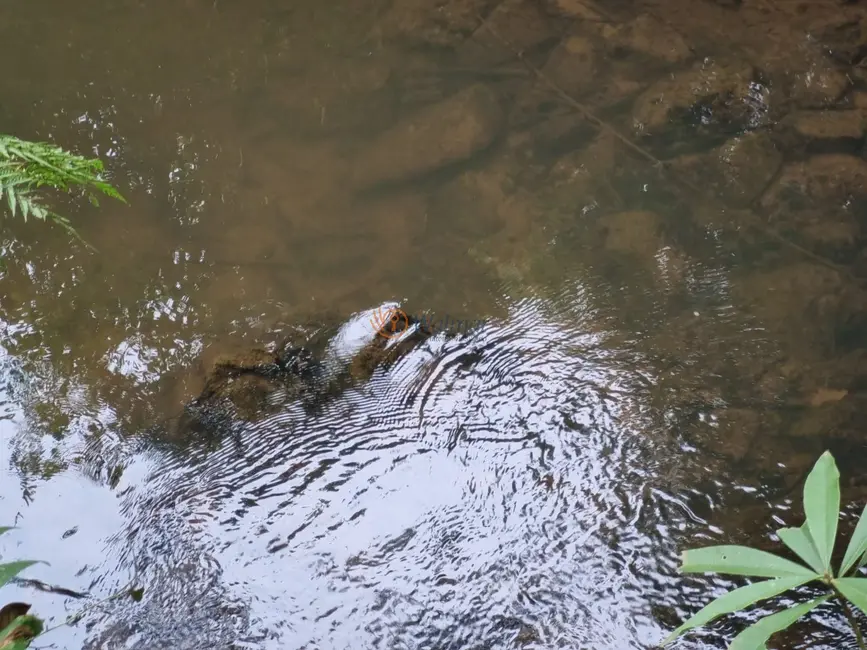 Foto 5 de Fazenda / Haras com 4 quartos à venda, 540m2 em Centro, Barbacena - MG