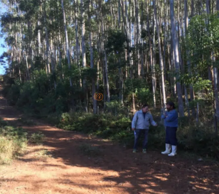 Foto 2 de Fazenda / Haras com 4 quartos à venda, 500m2 em Centro, Avare - SP