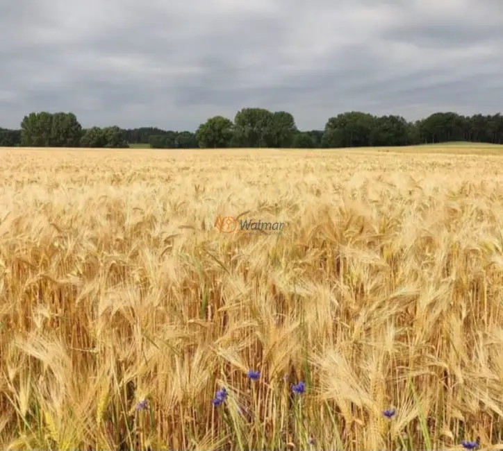 Foto 8 de Fazenda / Haras com 4 quartos à venda, 200m2 em Piraju - SP