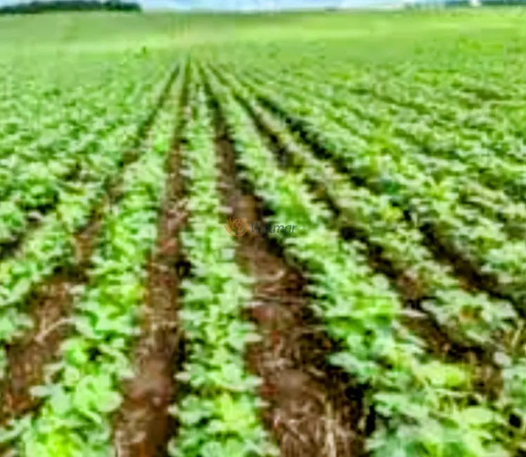 Foto 5 de Fazenda / Haras com 4 quartos à venda, 200m2 em Piraju - SP