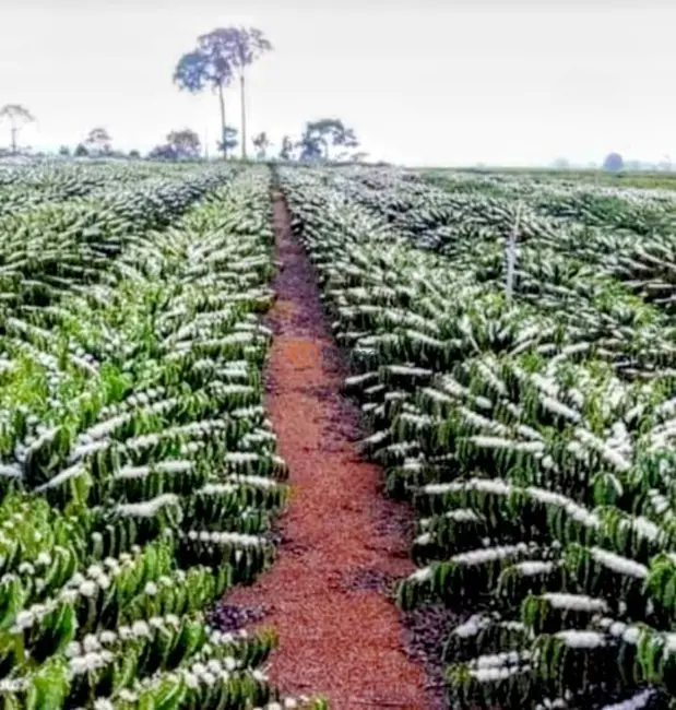 Foto 1 de Fazenda / Haras com 4 quartos à venda, 200m2 em Piraju - SP