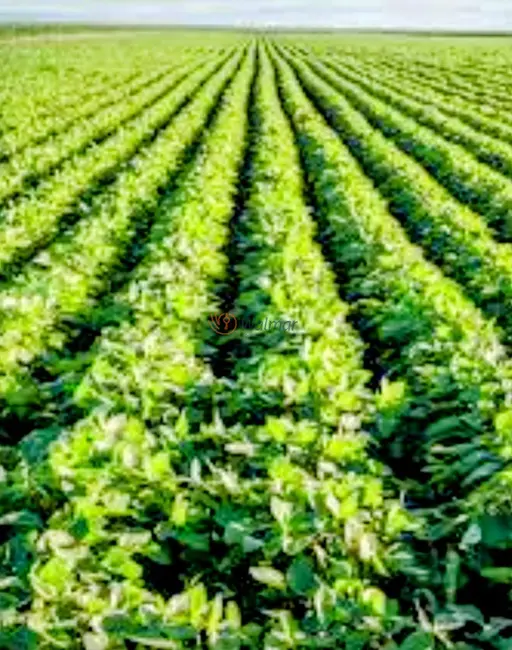 Foto 4 de Fazenda / Haras com 4 quartos à venda, 200m2 em Piraju - SP