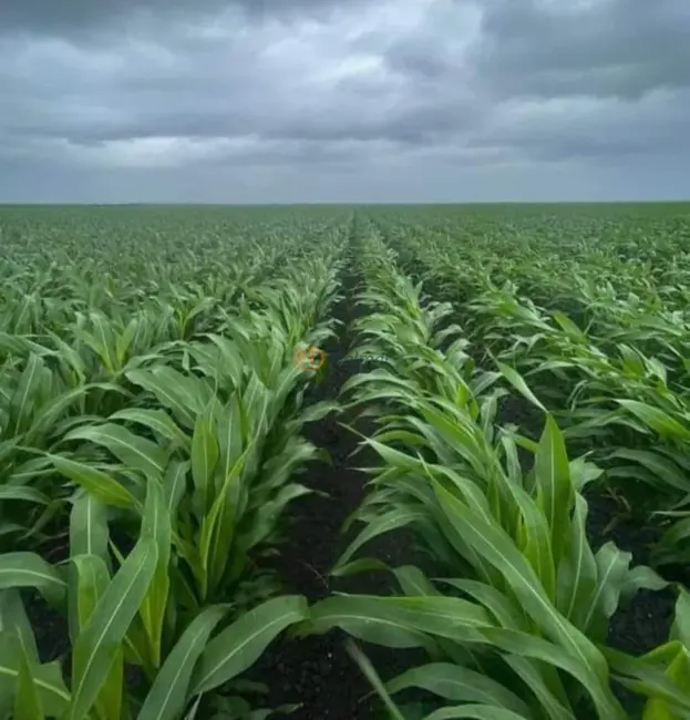 Foto 6 de Fazenda / Haras com 4 quartos à venda, 200m2 em Piraju - SP