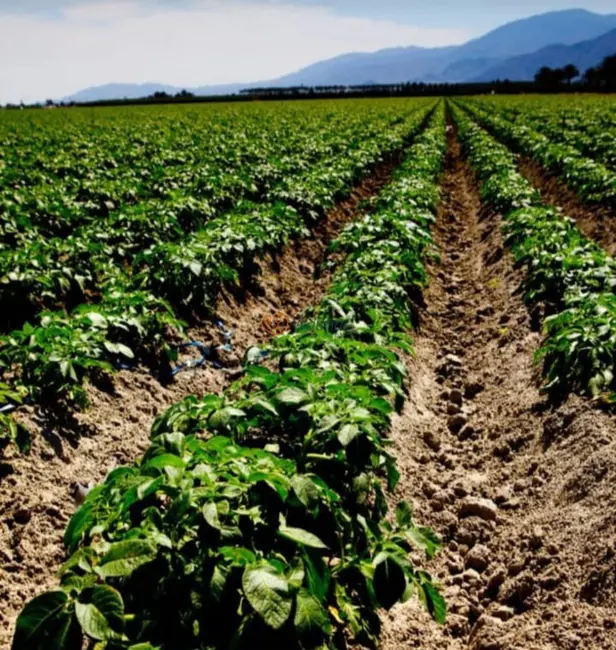 Foto 3 de Fazenda / Haras com 4 quartos à venda, 200m2 em Piraju - SP