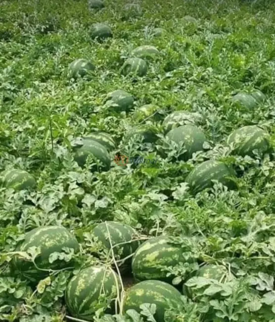 Foto 7 de Fazenda / Haras com 4 quartos à venda, 200m2 em Piraju - SP