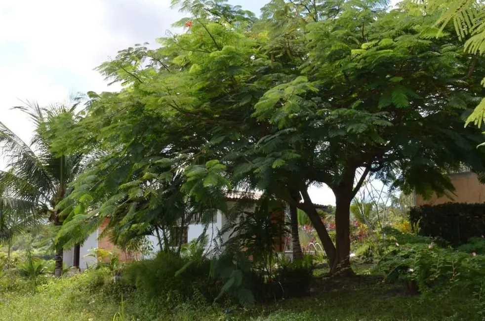 Foto 4 de Sítio / Rancho à venda, 40000m2 em Conde - PB