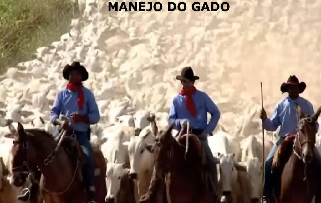 Foto 5 de Fazenda / Haras com 2 quartos à venda, 510000m2 em Santa Barbara Do Para - PA