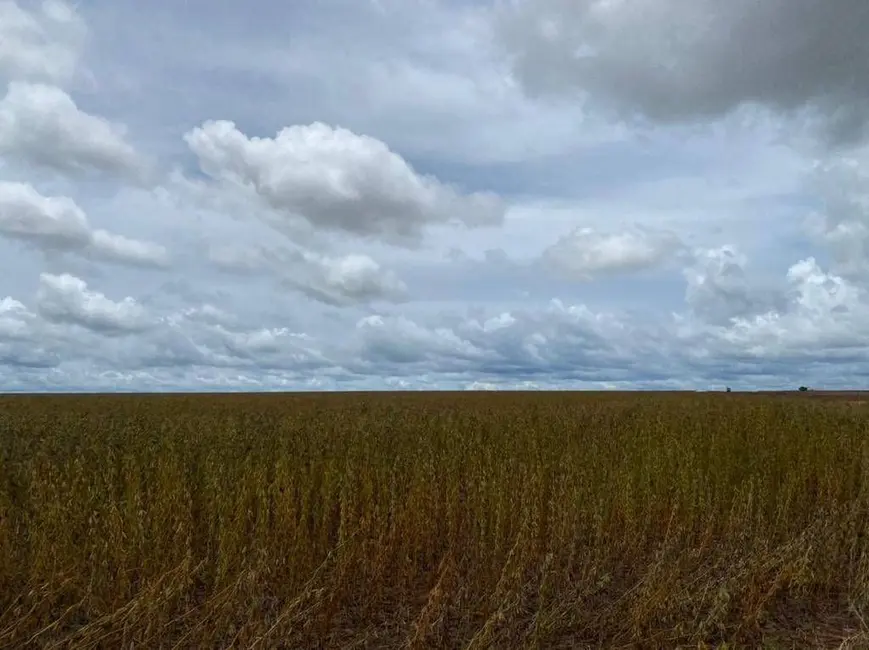 Fazenda / Haras à venda, 10626m2 em Centro, Campo Novo Do Parecis - MT - imagem 9 Foto 9 de Fazenda / Haras à venda, 10626m2 em Centro, Campo Novo Do Parecis - MT