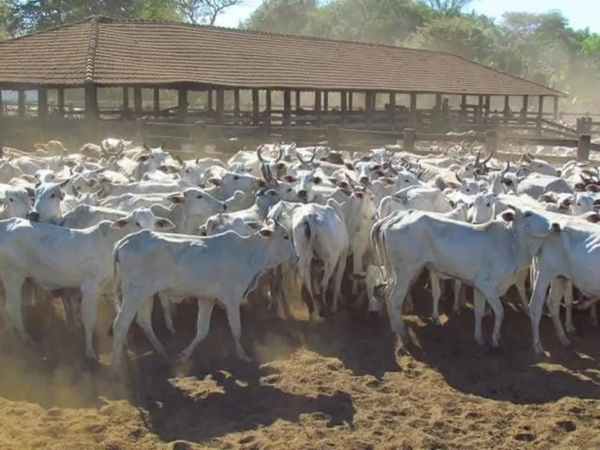 Fazenda / Haras com 8 quartos à venda, 100532m2 em Centro, Campo Grande - MS - imagem 4 Foto 4 de Fazenda / Haras com 8 quartos à venda, 100532m2 em Centro, Campo Grande - MS