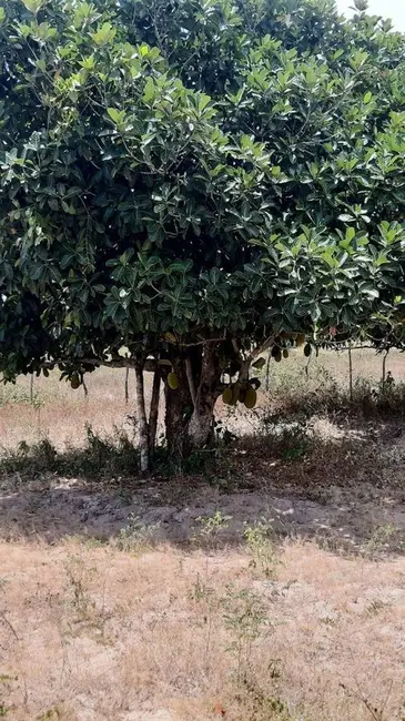 Foto 5 de Sítio / Rancho com 1 quarto à venda, 400m2 em Centro, Sobrado - PB