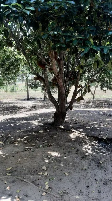 Foto 6 de Sítio / Rancho com 1 quarto à venda, 400m2 em Centro, Sobrado - PB