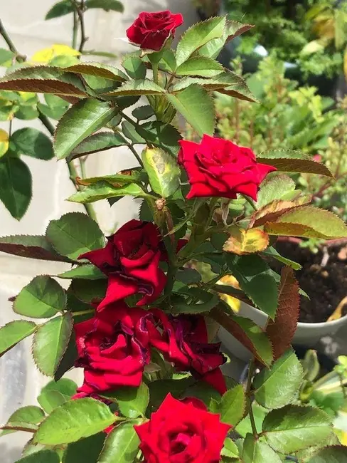 Foto 4 de Apartamento com 2 quartos à venda, 120m2 em Bessa, Joao Pessoa - PB