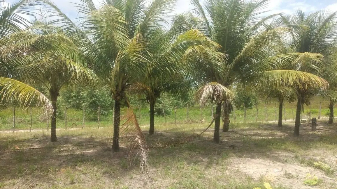 Foto 2 de Fazenda / Haras à venda, 165m2 em Centro, Pedras De Fogo - PB