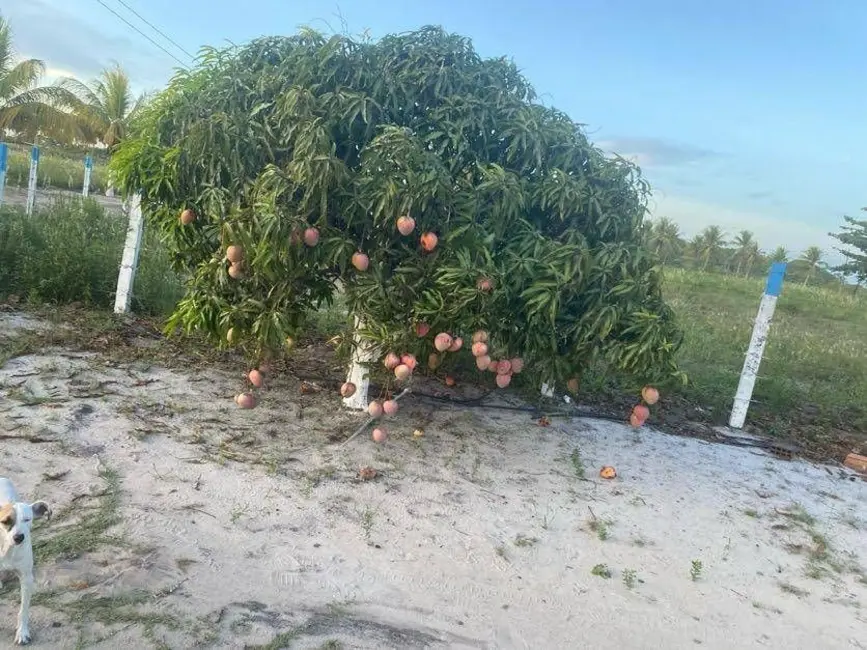 Foto 3 de Sítio / Rancho com 7 quartos à venda, 16777215m2 em Centro, Conde - PB