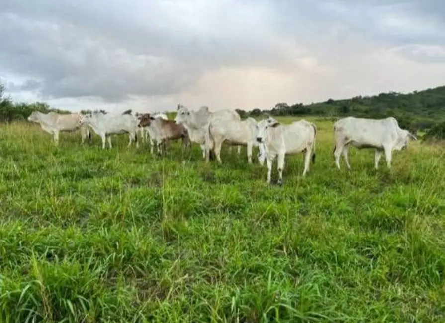 Foto 2 de Fazenda / Haras com 3 quartos à venda, 110000m2 em Centro, Bananeiras - PB