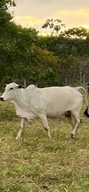 Foto 7 de Fazenda / Haras com 3 quartos à venda, 110000m2 em Centro, Bananeiras - PB