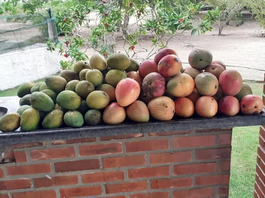 Foto 4 de Sítio / Rancho com 3 quartos à venda, 350m2 em Rio Tinto - PB