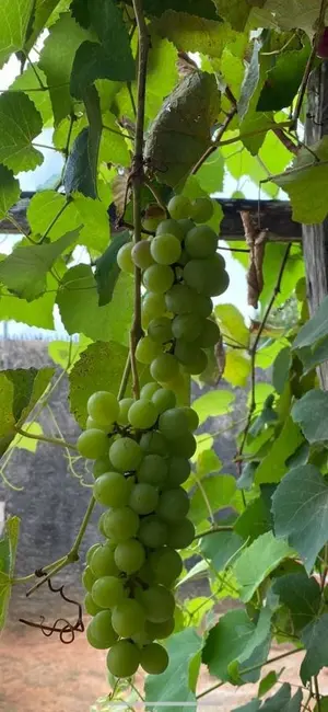 Terreno / Lote com 2 quartos à venda, 10000m2 em Bananeiras - PB - imagem 3 Foto 3 de Terreno / Lote com 2 quartos à venda, 10000m2 em Bananeiras - PB