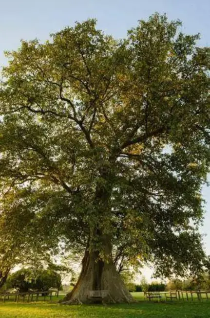 Foto 9 de Terreno / Lote à venda, 479m2 em Indaiatuba - SP