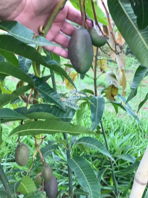 Terreno / Lote à venda, 250m2 em Centro, Socorro - SP - imagem 5 Foto 5 de Terreno / Lote à venda, 250m2 em Centro, Socorro - SP