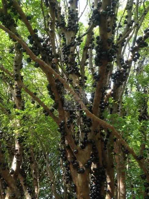 Foto 7 de Casa de Condomínio com 1 quarto à venda e para alugar, 4000m2 em Campinas - SP