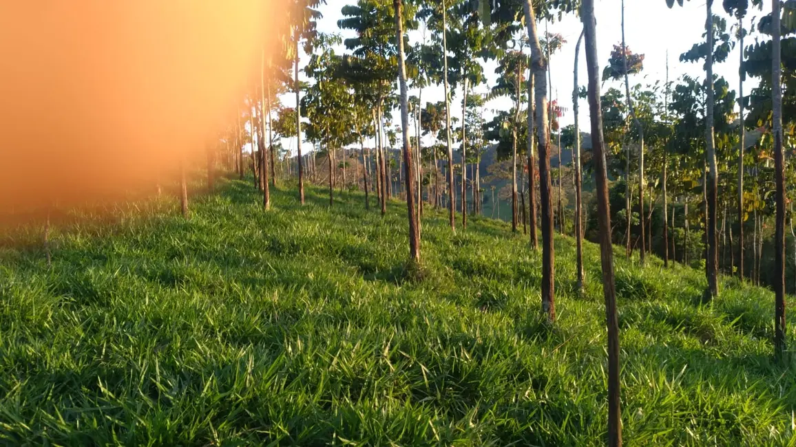 Fazenda / Haras à venda em Sao Lourenco - MG - imagem 9 Foto 9 de Fazenda / Haras à venda em Sao Lourenco - MG