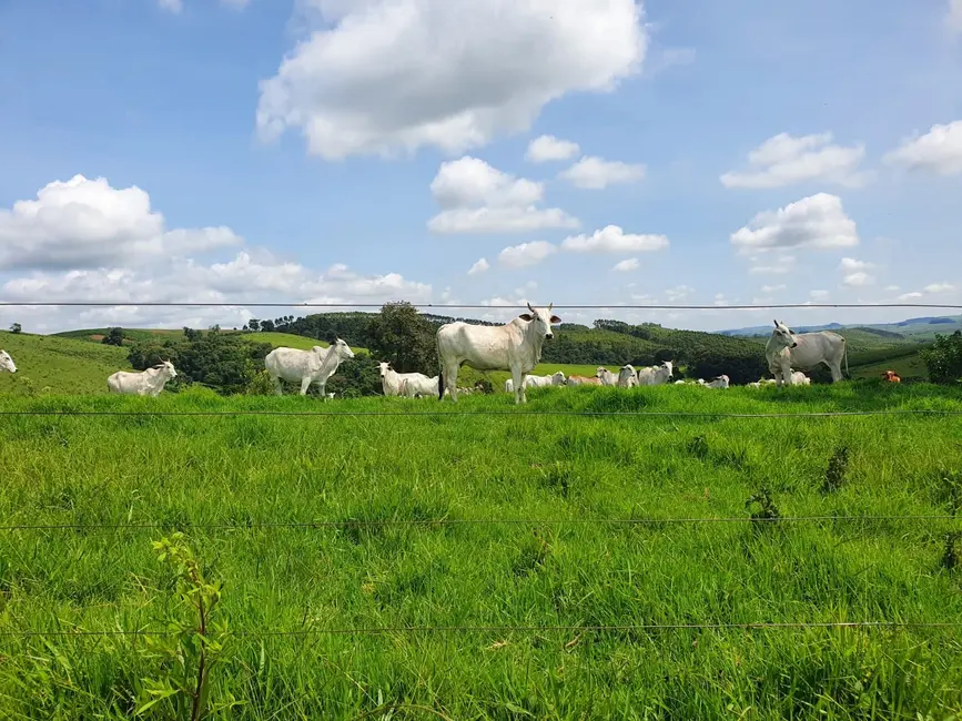 Foto 7 de Fazenda / Haras à venda em Congonhal - MG