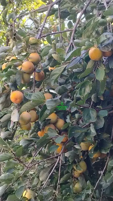 Foto 6 de Casa com 3 quartos à venda, 1151m2 em Serra Grande, Niteroi - RJ