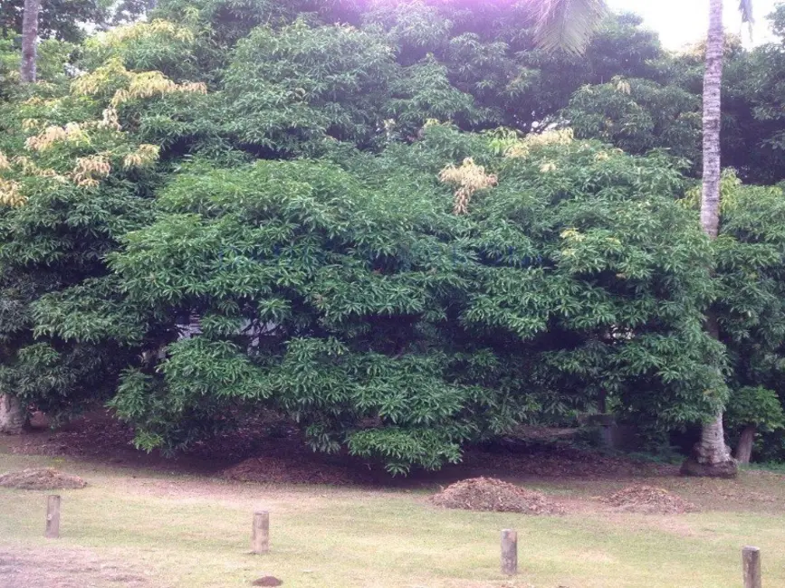 Foto 6 de Casa com 5 quartos à venda, 628m2 em Ilhabela - SP