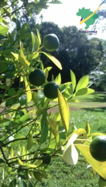 Foto 6 de Fazenda / Haras à venda, 30m2 em Porto Seguro - BA