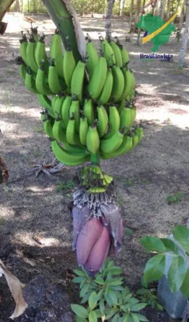 Foto 7 de Fazenda / Haras à venda, 30m2 em Porto Seguro - BA