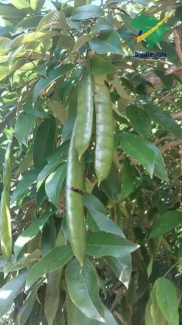 Foto 8 de Fazenda / Haras à venda, 30m2 em Porto Seguro - BA