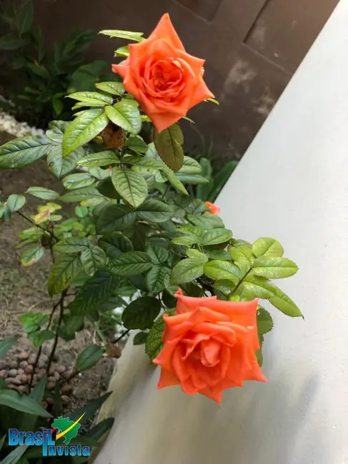 Foto 4 de Casa com 4 quartos à venda, 1560m2 em Porto Seguro - BA