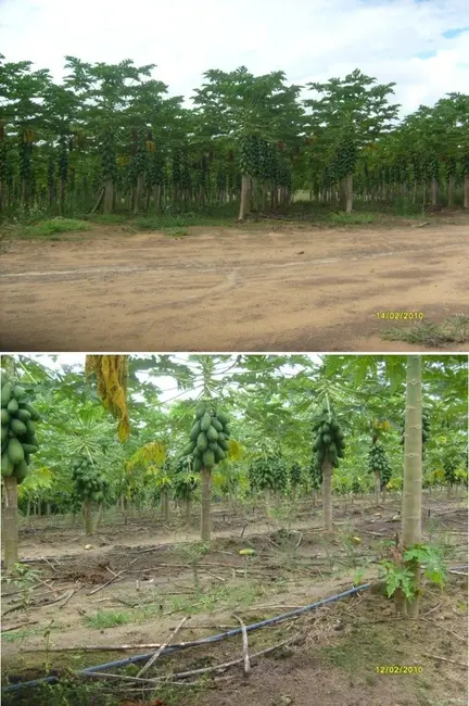 Foto 6 de Fazenda / Haras à venda, 1442m2 em Santa Cruz Cabralia - BA