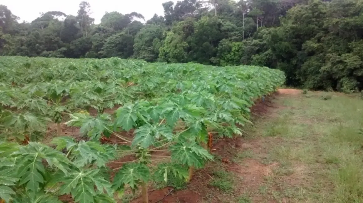 Foto 8 de Fazenda / Haras à venda, 1442m2 em Santa Cruz Cabralia - BA