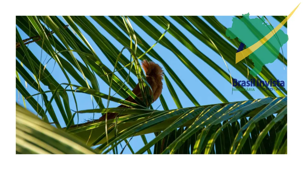 Terreno / Lote à venda, 20000m2 em Santa Cruz Cabralia - BA - imagem 9 Foto 9 de Terreno / Lote à venda, 20000m2 em Santa Cruz Cabralia - BA