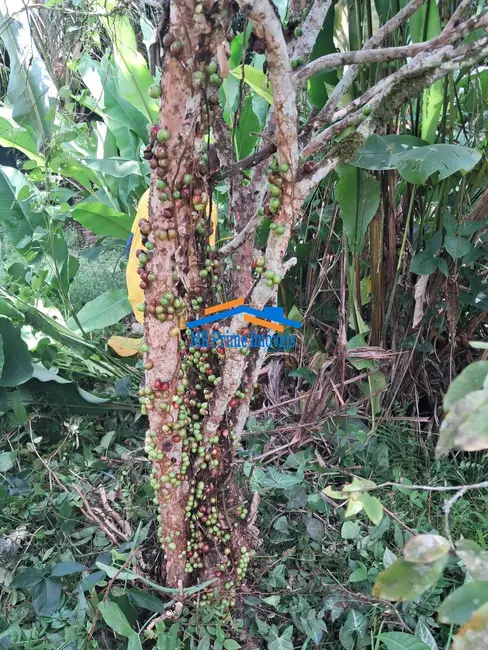 Foto 7 de Chácara com 2 quartos à venda, 24000m2 em Miracatu - SP