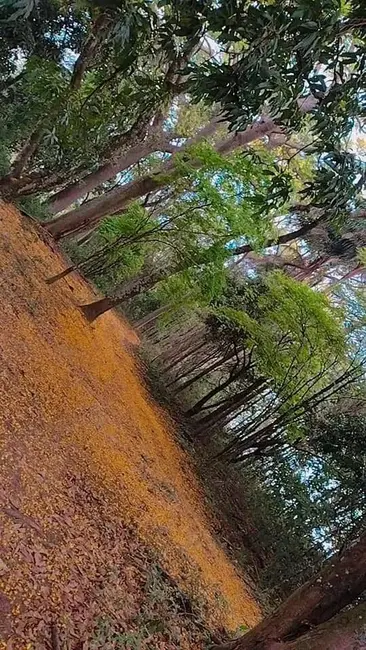 Foto 7 de Sítio / Rancho com 6 quartos à venda, 22000m2 em Sao Pedro - SP