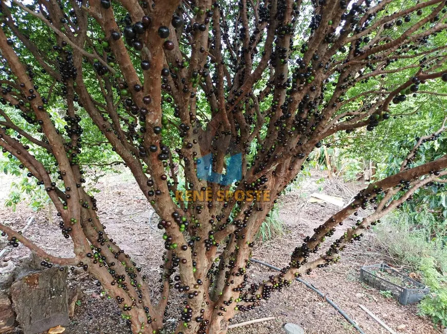 Foto 3 de Casa com 2 quartos à venda, 6000m2 em Sao Pedro - SP