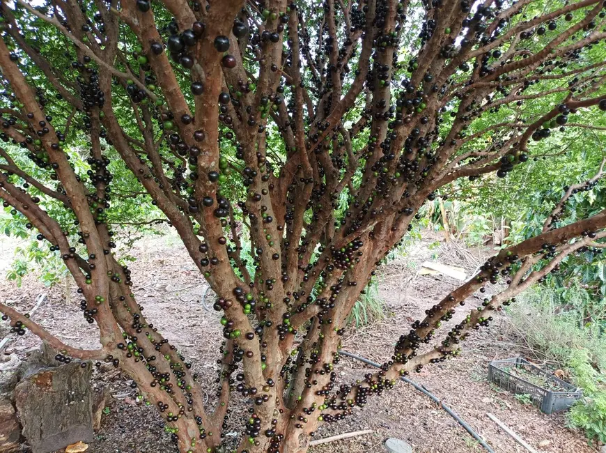 Foto 3 de Casa com 2 quartos à venda, 6000m2 em Sao Pedro - SP