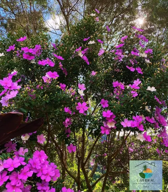 Foto 5 de Casa com 3 quartos à venda em Lumiar, Nova Friburgo - RJ