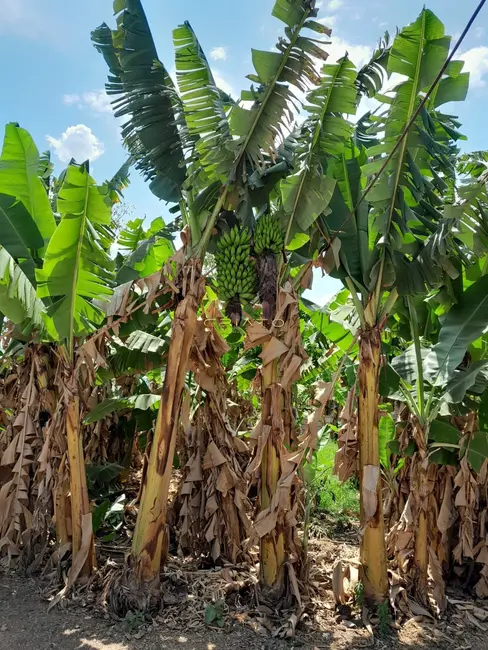 Foto 5 de Chácara com 3 quartos à venda, 150m2 em Gameleira De Goias - GO