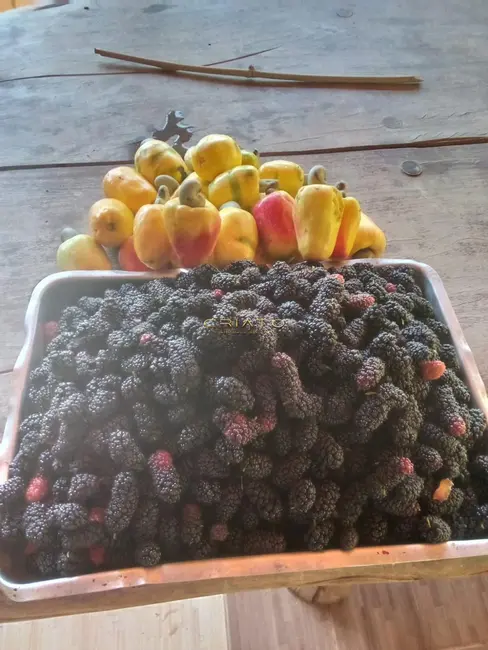 Foto 9 de Chácara com 3 quartos à venda, 200m2 em Pirenopolis - GO