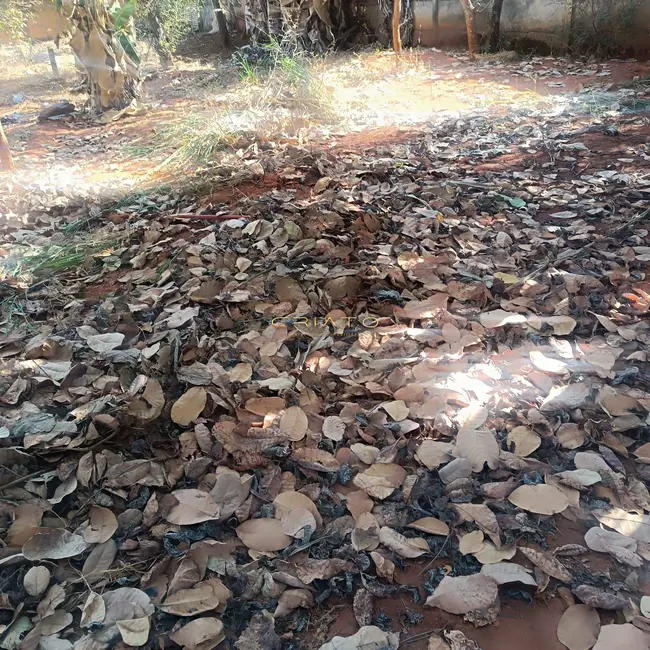 Foto 8 de Fazenda / Haras à venda, 1000m2 em Pirenopolis - GO