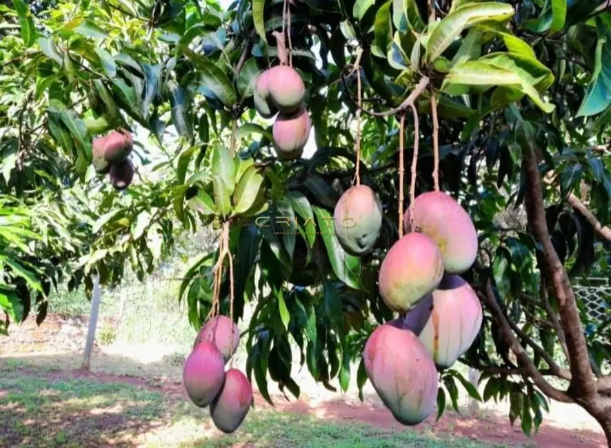 Chácara com 3 quartos à venda, 160m2 em Setor Central, Leopoldo De Bulhoes - GO - imagem 6 Foto 6 de Chácara com 3 quartos à venda, 160m2 em Setor Central, Leopoldo De Bulhoes - GO