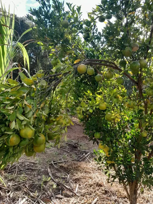 Foto 3 de Chácara com 2 quartos à venda, 3640m2 em Cocalzinho De Goias - GO